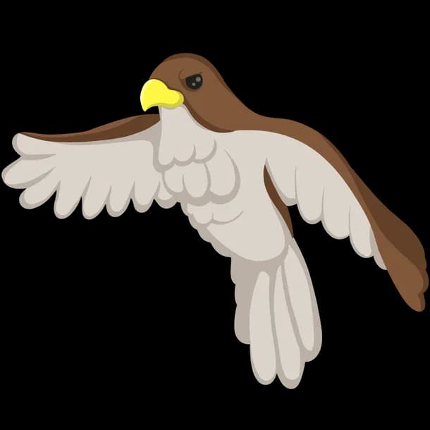 Hawk